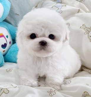 이미지