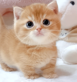 분양new